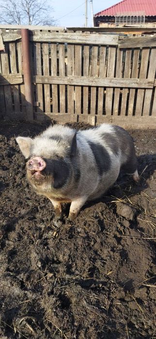 Свиноматка вьетнамская