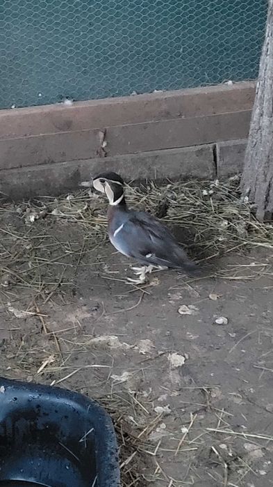 Kaczki bajkałki para cyraneczka bajkalska