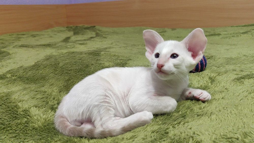 Орієнтали хлопчик Барс та дівчинка Бланш