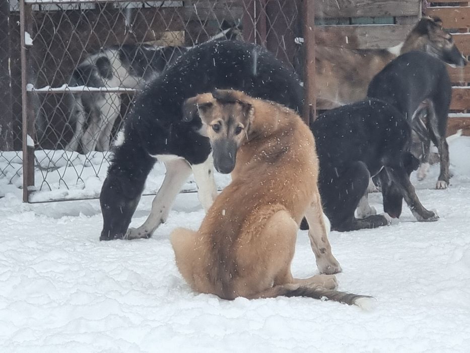 Цуценята псової борзої