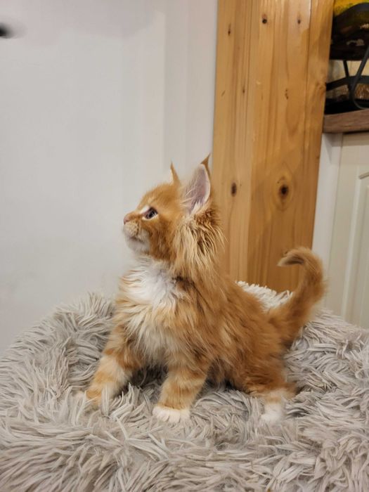 Rezerwacja, Helios kocurek Maine Coon