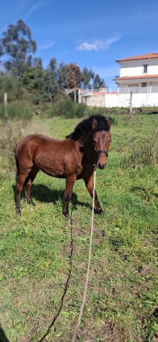 Poldrinho 3 anos Manso