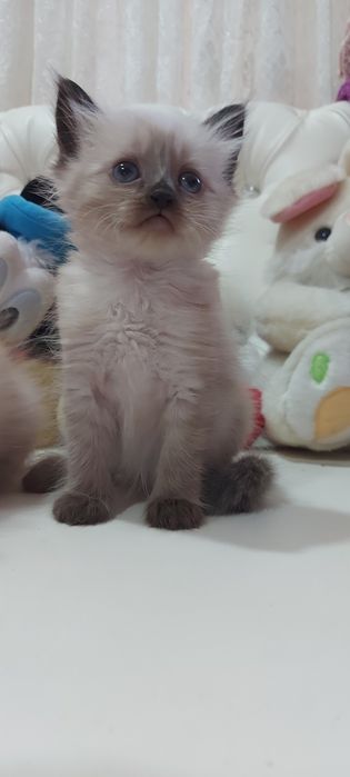 Котята Невские маскарадные