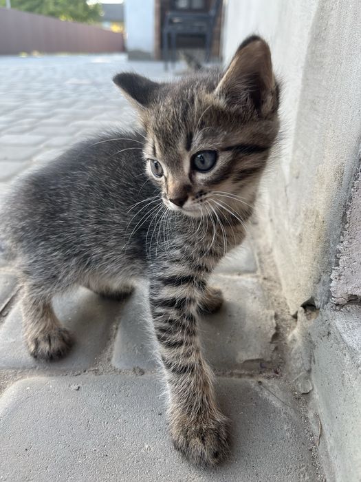 віддам в добрі руки