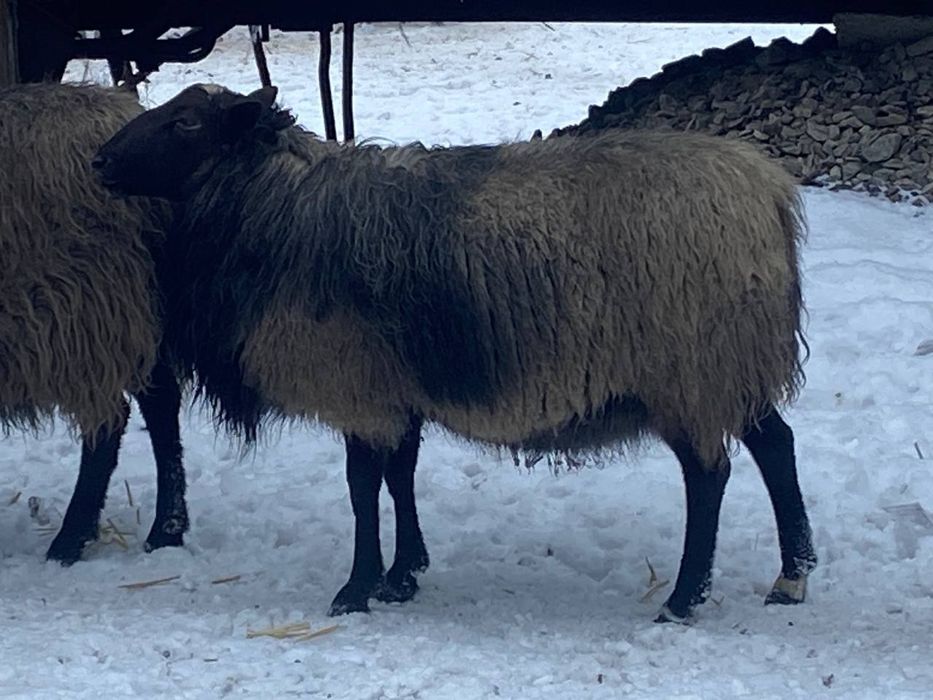 Продам барана півтора річного