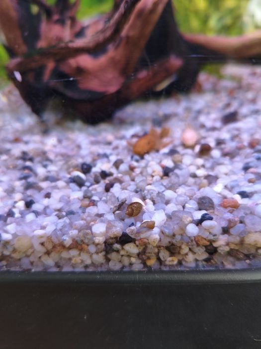 ślimak rozdętka na glony