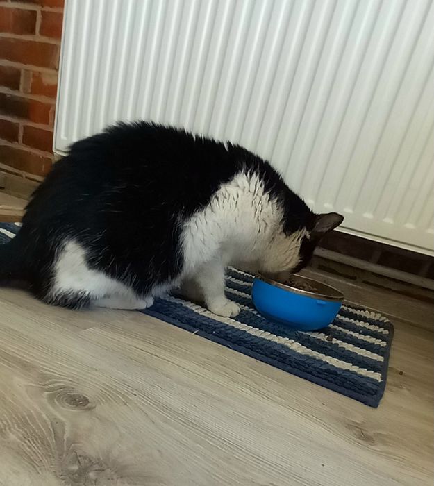 Kocurek Kubuś szuka domu