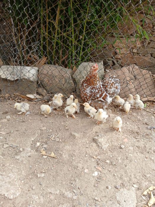 Pintos pequins variedade de cor