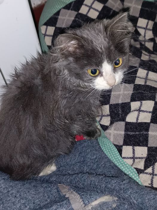 Маленькие кошеня, як непотріб, викинули в 10 градусний мороз.