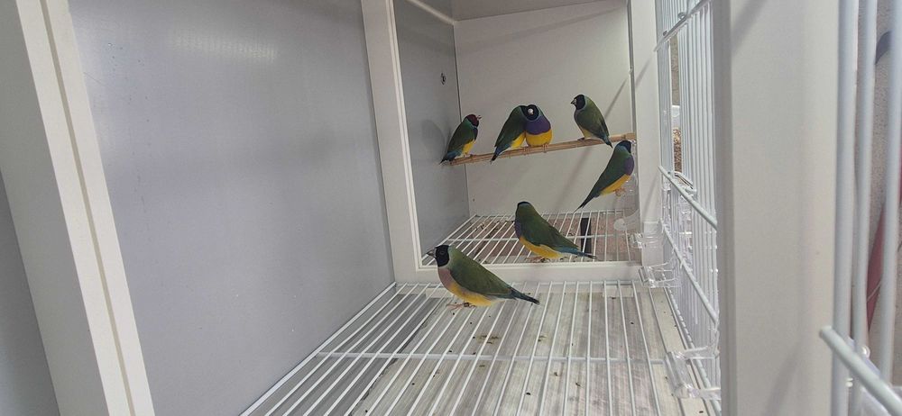 Diamantes de Gould