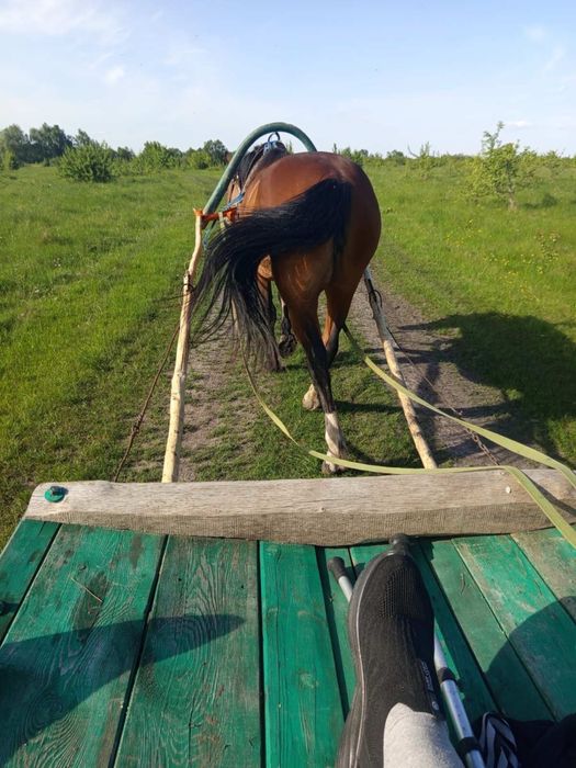 Продам молоду кобилу,коня