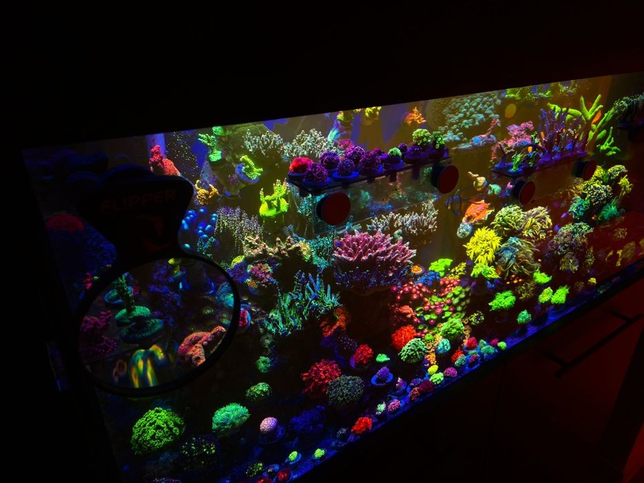 Koralowce różne rodzaje