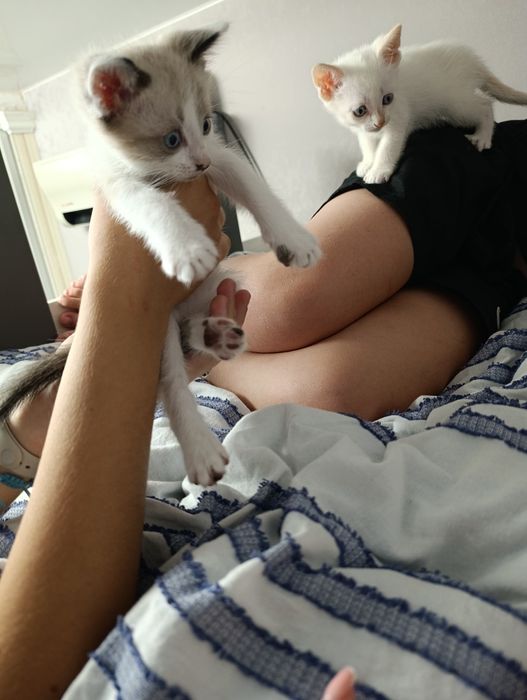 Кошенята в добрі руки