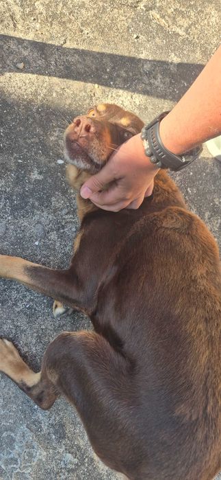 Dou cão meigo e brincalhão a precisar de uma nova casa