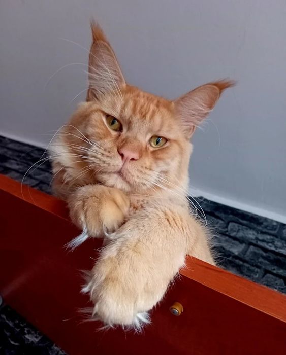 Reproduktor Maine Coon
