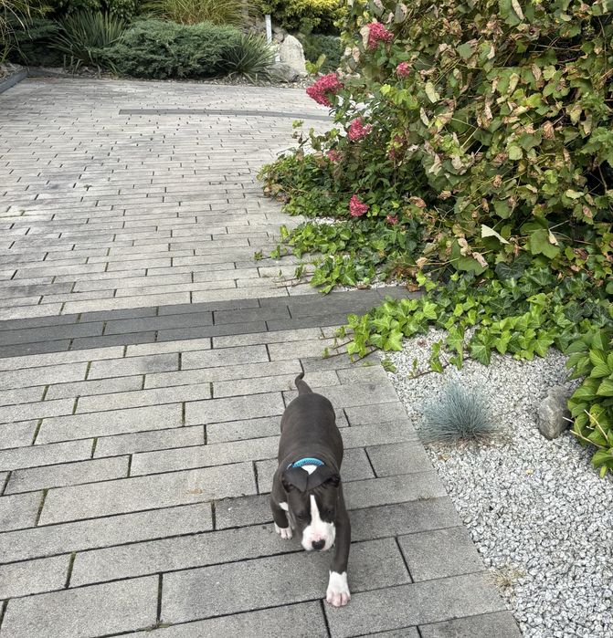 American stafordschire terrier