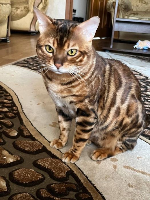 бенгальський кіт