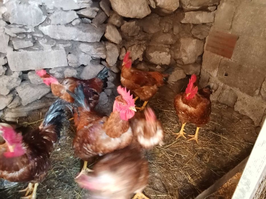 Frango do compo adulto saudável