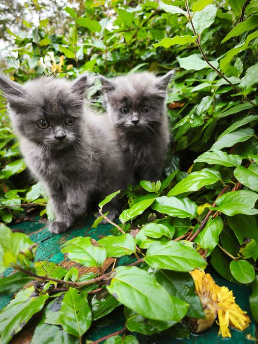 Кошенята у хороші руки