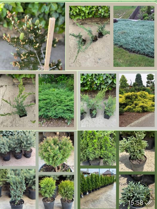 Туя, можжевельник, кипарисовик, ялинка.