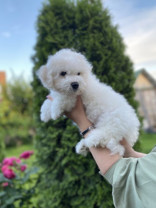 ТЕРМІНОВО !!!Бишон фризе , бішон фрізе