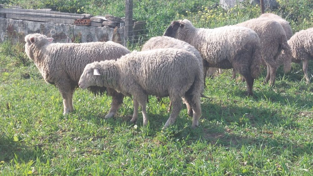 Vende se bom gado