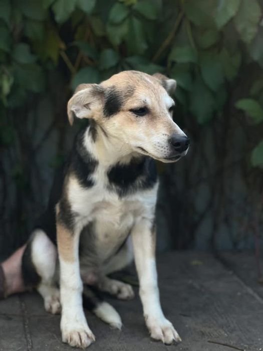 Очень добрый песик 1 год Бобрик