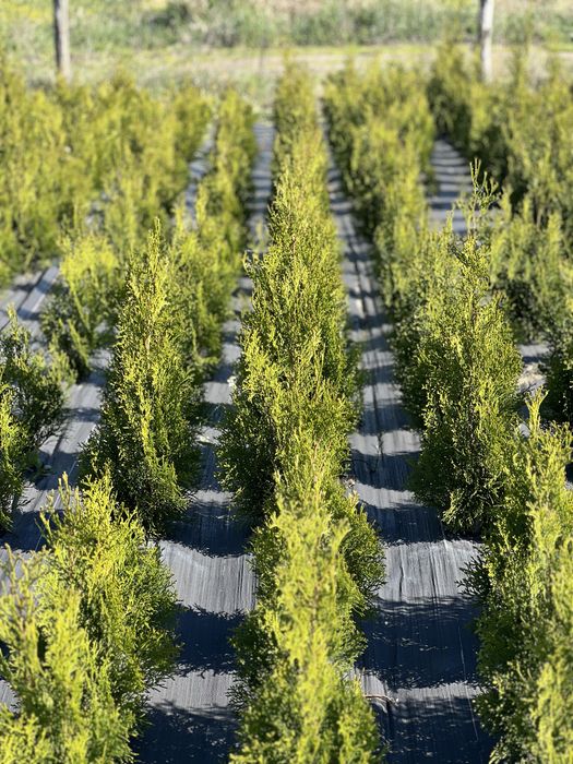 Продам тую Смарагд ,100-140 ,добре розвинена коренева система Шацьк