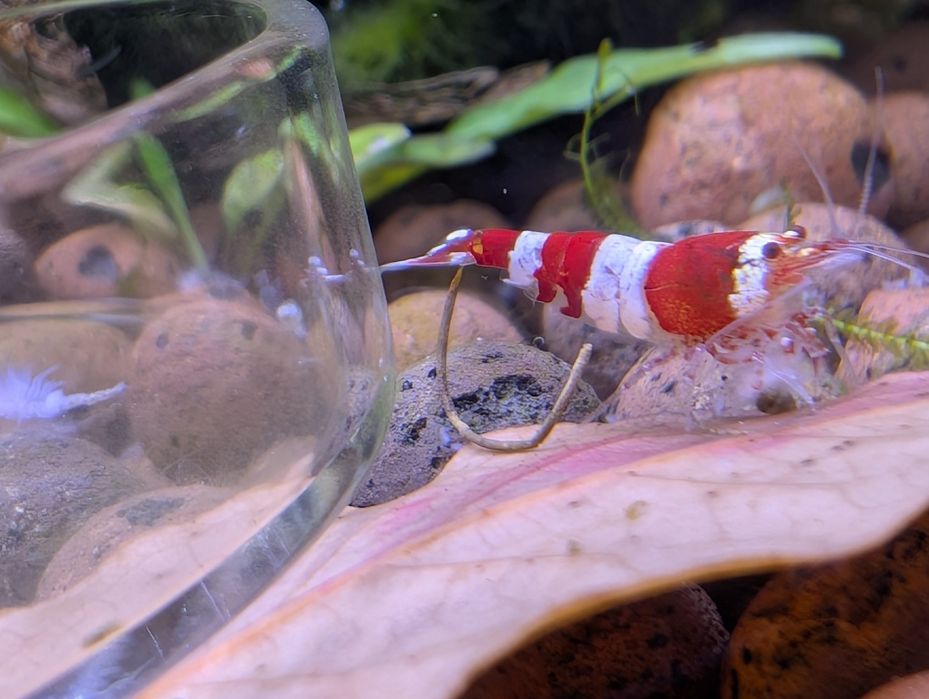 Camarões ornamentais Caridina Cantonensis Crystal Red Shrimp