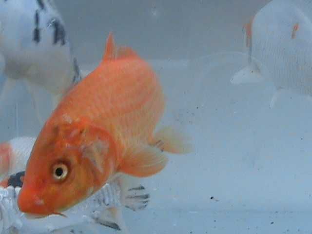 KARP KOI do oczka wodnego lub stawu