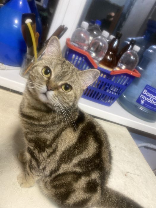 З кицею тепліше, мрамур на золоті