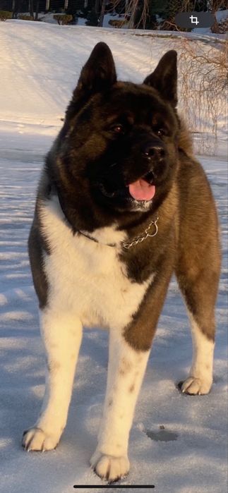 Досвідчений кобель Американська Акіта для вʼязки .