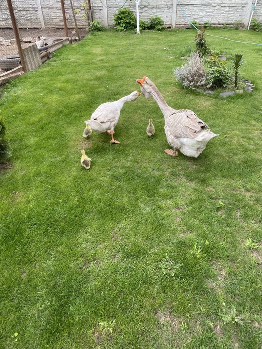 Гуси холмогори на племя