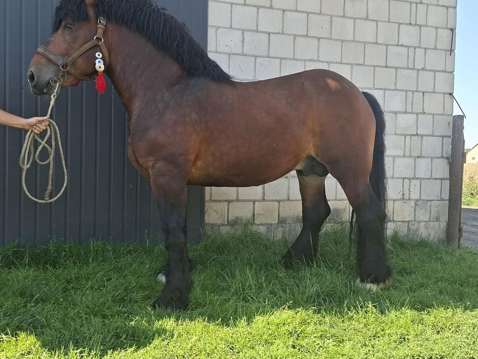 Sprzedam ogiera sokólskiego