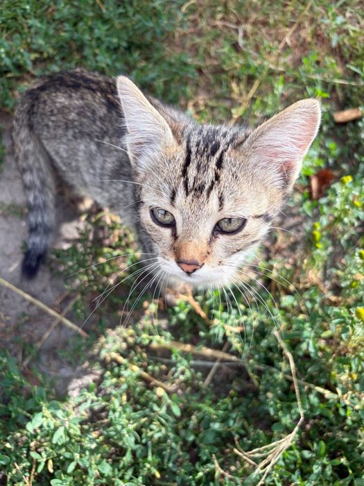 Віддам кошенят безкоштовно в хороші руки!