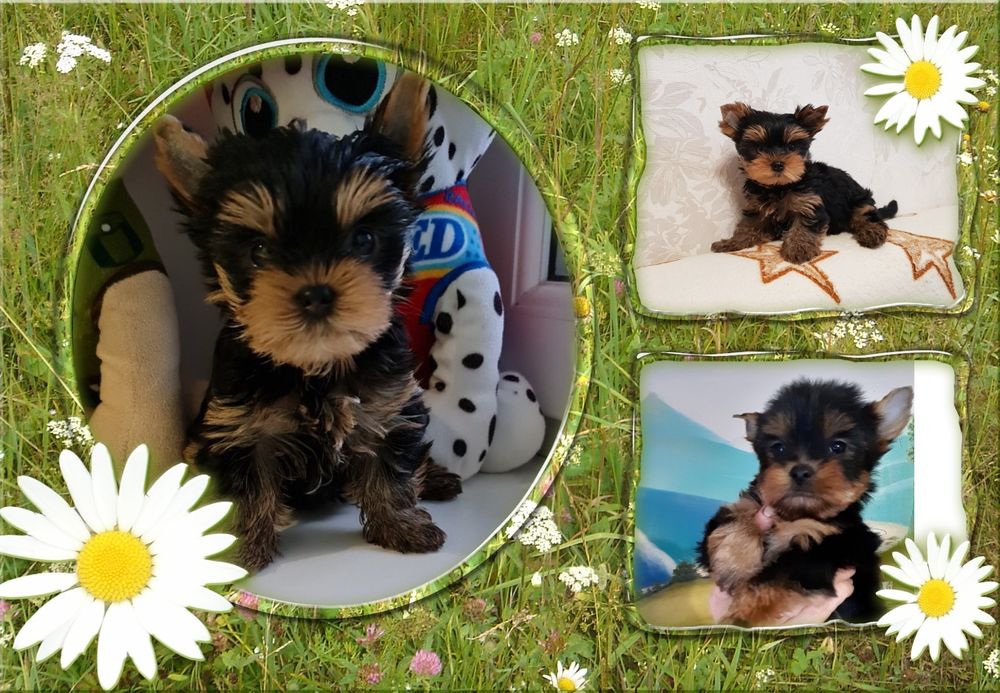 Замечательные детки йорки станут лучшим подарком!