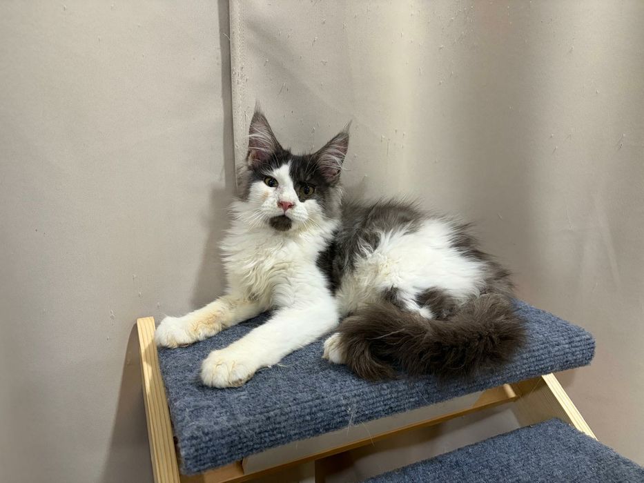 Macho  Maine Coon com pedigree