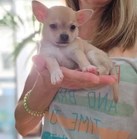 Chihuahua macho, mini