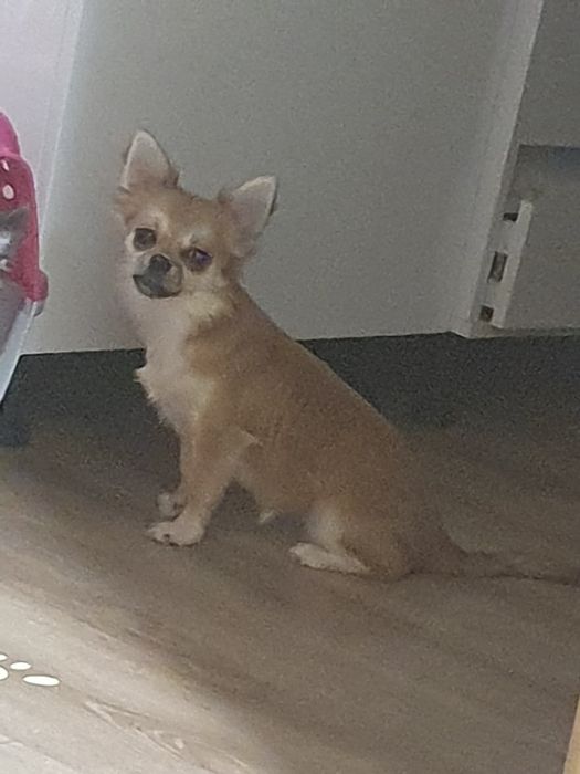 Продам мини длиношерстная девочка