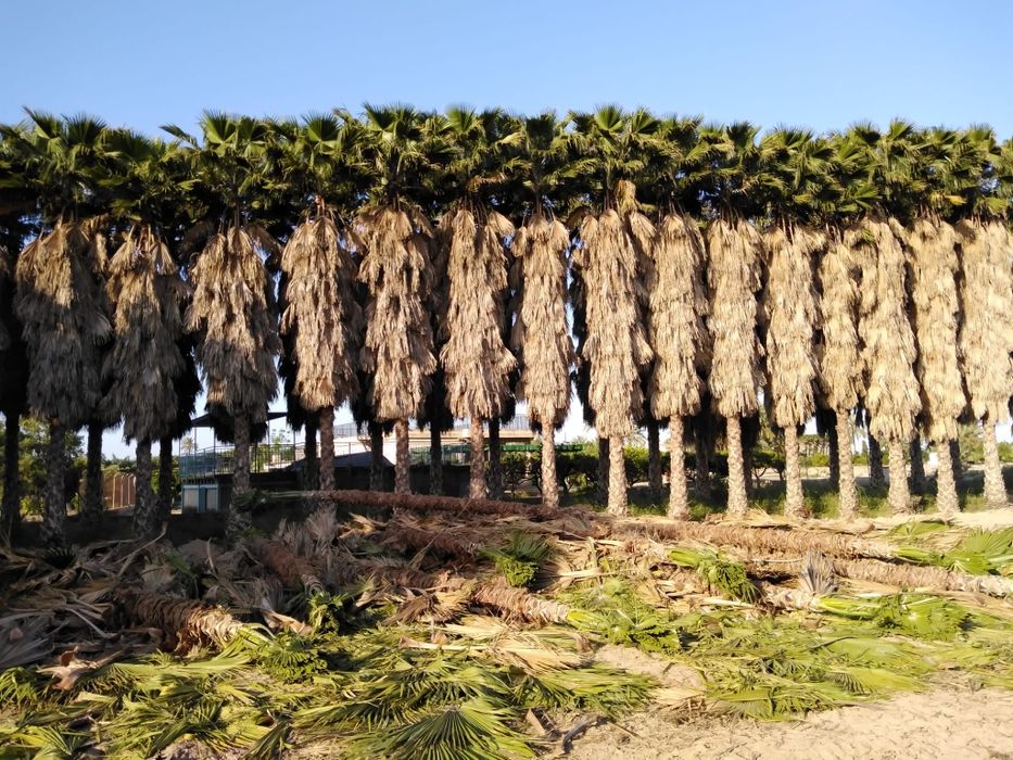 Palmeira washingtonia de 1 a 12 metros