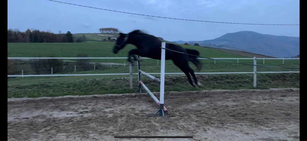 Duża Klacz śląska