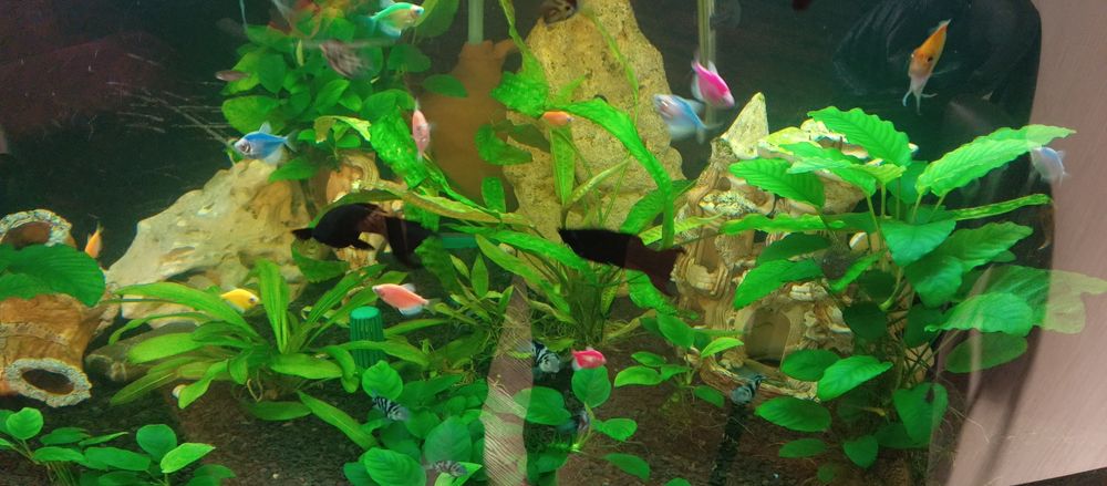 Акваріум 500 літрів