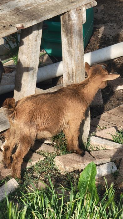 Cabrito anões vendo