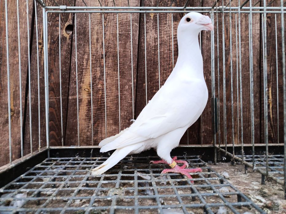 Rzeszowskie rzeszowski białe