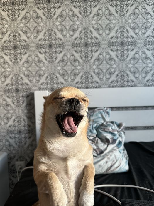 Продам чихуахуа и шпица