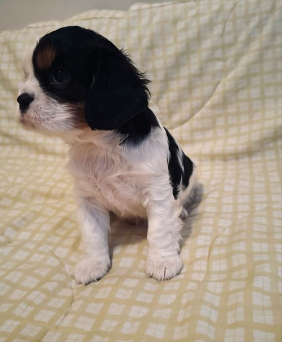 Cavallier King Charles - cudny chłopczyk!