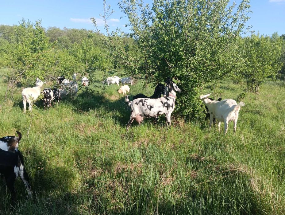 Козине молоко (творог, масло, бринза, сир і т.д)