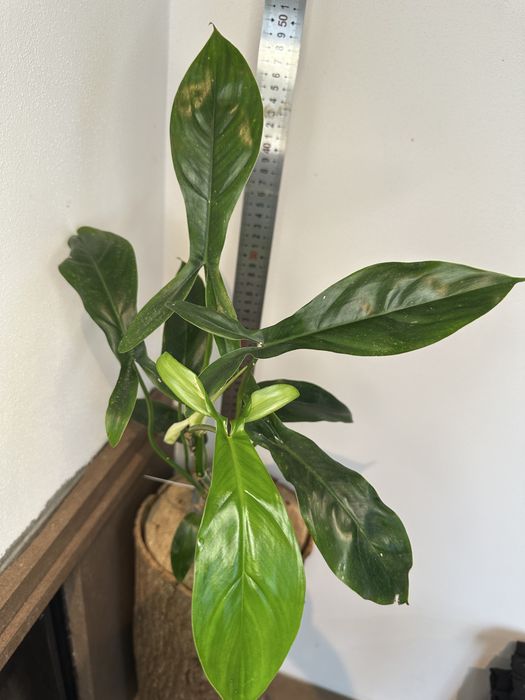Філодендрон Philodendron 69686 Mod Ta Noi