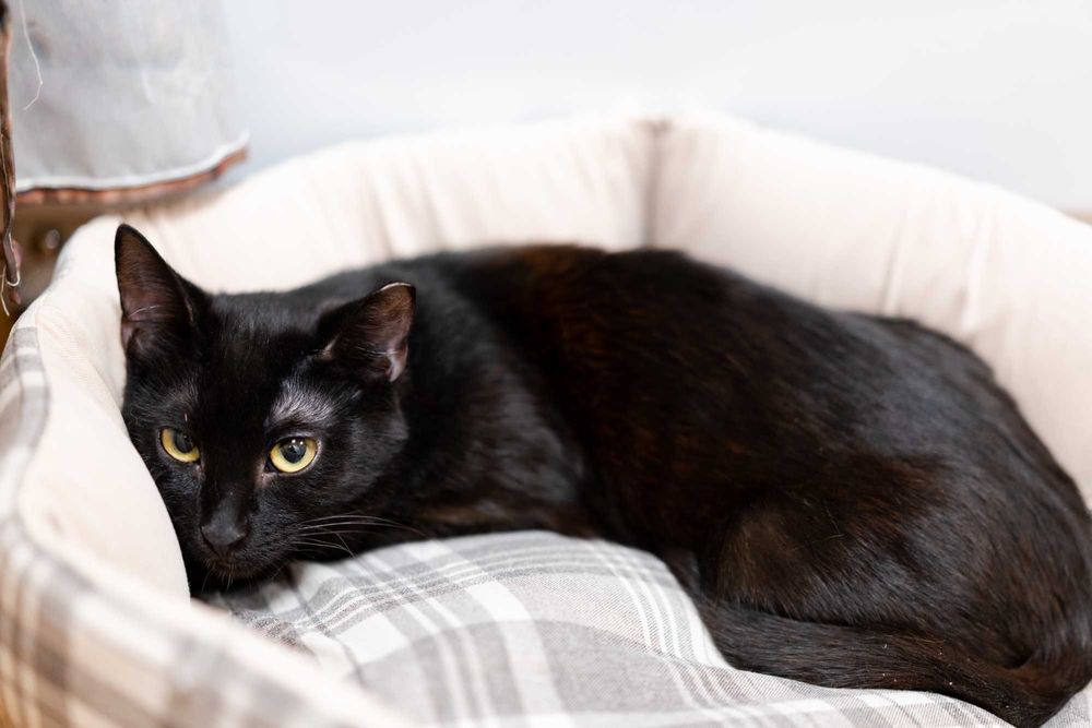 Antek szuka domu! Fundacja "Stawiamy na Łapy"