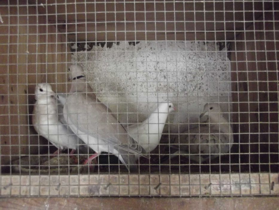 Rolas, machos/fêmeas.